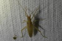 Stenodema laevigata