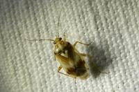 Lygus pratensis