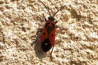 Melanocoryphus albomaculatus
