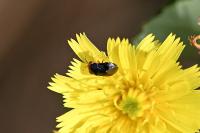 Geocoris erythrocephalus