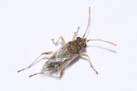 Nysius graminicola