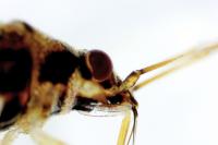Nysius graminicola