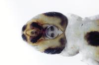 Nysius graminicola