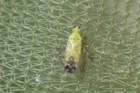 Macrotylus paykullii