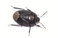 Sehirus luctuosus