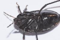 Sehirus luctuosus