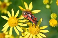 Spilostethus pandurus