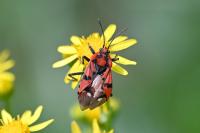 Spilostethus pandurus