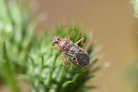 Liorhyssus hyalinus