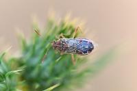Liorhyssus hyalinus