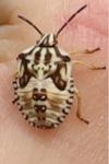 Carpocoris