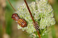 Graphosoma italicum