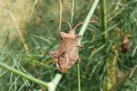 Coreus marginatus