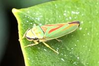 Graphocephala fennahi