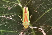 Graphocephala fennahi