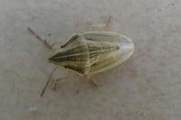 Aelia acuminata