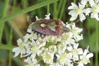 Dolycoris baccarum
