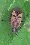 Spilostethus pandurus