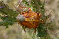 Carpocoris purpureipennis