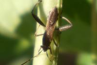 Camptopus lateralis