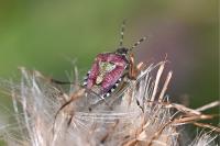 Dolycoris baccarum