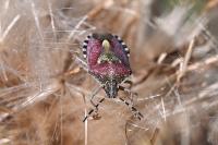 Dolycoris baccarum