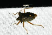 Pentatoma rufipes