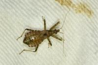 Himacerus apterus