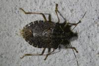 Halyomorpha halys