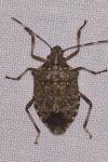 Halyomorpha halys