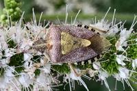 Dolycoris baccarum