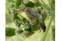 Liorhyssus hyalinus