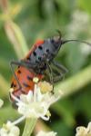 Lygaeus equestris