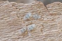 Corythucha ciliata