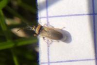 Oxycarenus pallens