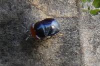 Geocoris erythrocephalus