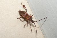 Leptoglossus occidentalis
