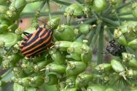 Graphosoma italicum
