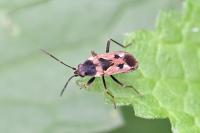 Rhyparochromus vulgaris