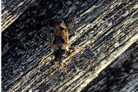 Rhyparochromus vulgaris