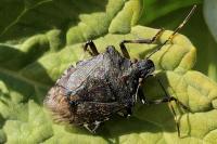 Halyomorpha halys