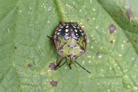 Nezara viridula