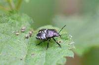 Nezara viridula