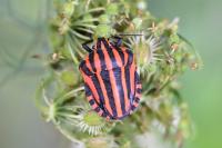 Graphosoma italicum