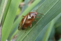 Lygus pratensis