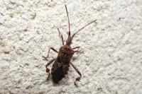 Leptoglossus occidentalis