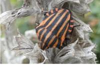 Graphosoma italicum