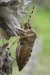 Rhaphigaster nebulosa