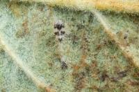Stephanitis pyri