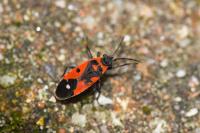 Melanocoryphus albomaculatus